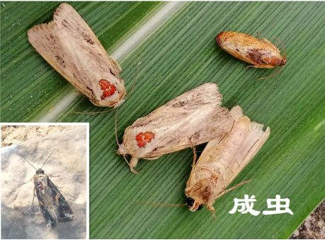 致全县农民朋友的一封公开信_夜蛾