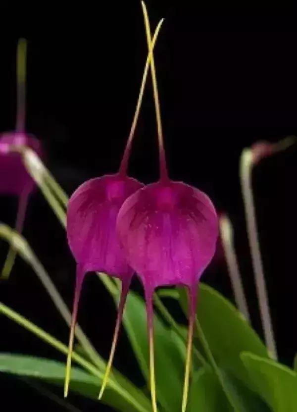 奇花異草我賭你一種都沒見過