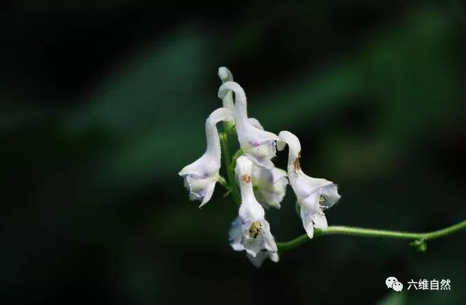 像极天鹅的花朵——天鹅花,还有一段凄美故事!_乌头