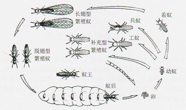 台湾乳白蚁的生活史,台湾乳白蚁的形状,白蚁蚁后产卵状况,分别见图1