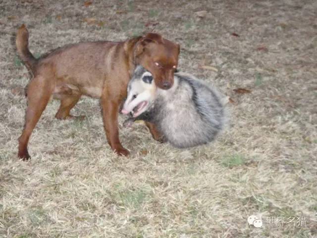 國外的一些帕特大勒梗犬patterdaleterrier