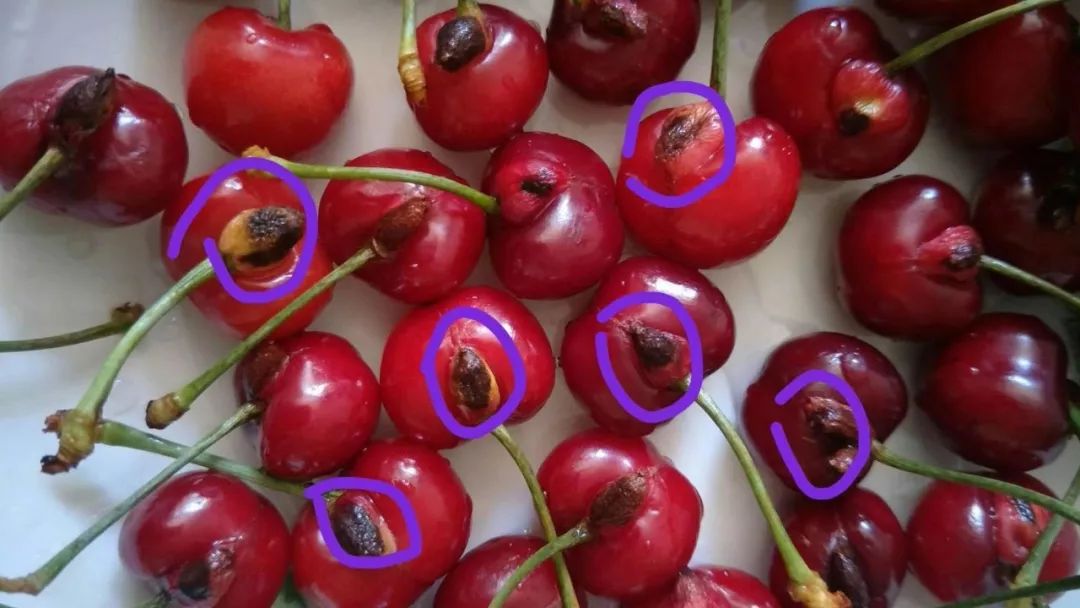 爱吃樱桃的淄博人速看!樱桃上有个"黑疙瘩",这是啥?