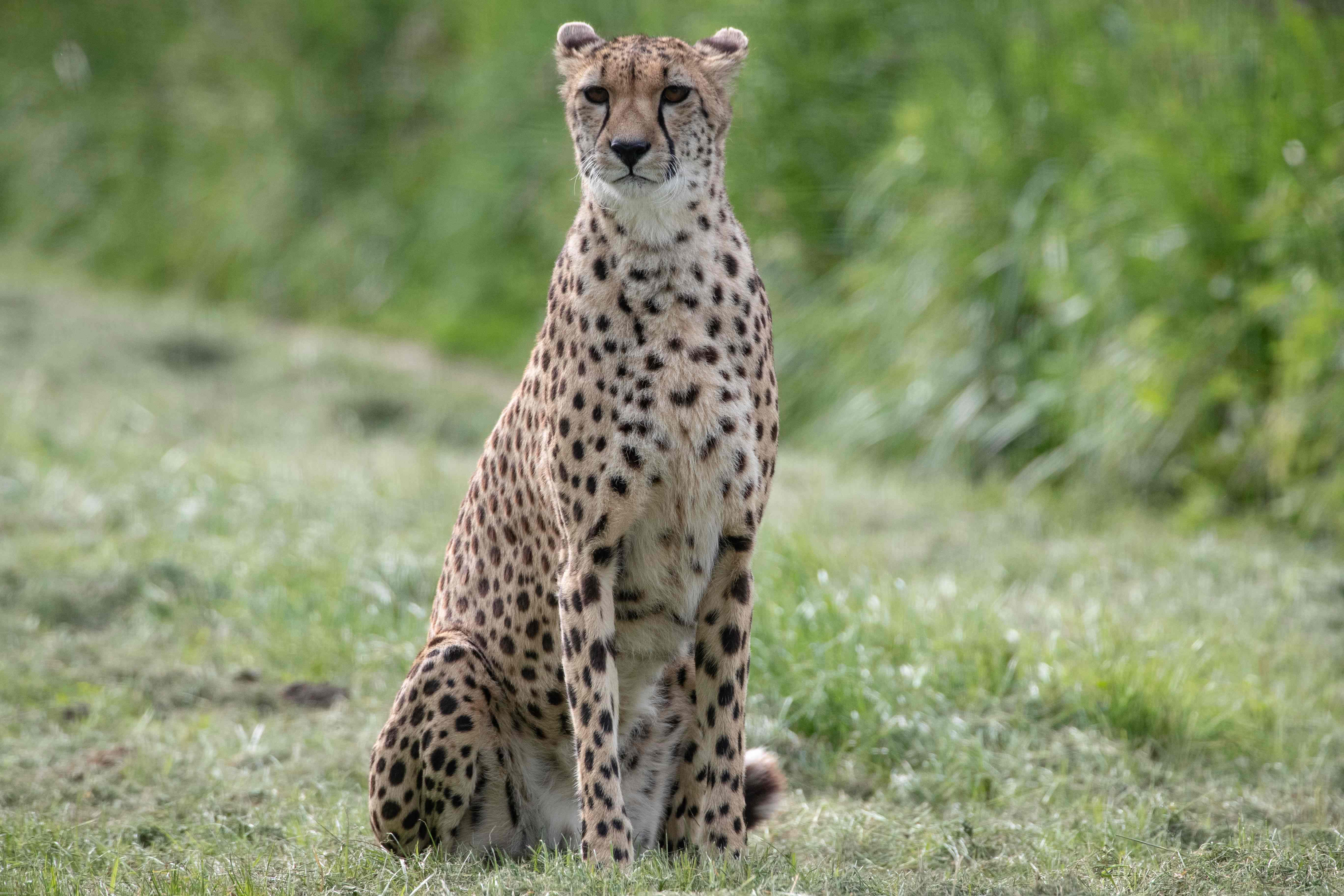 这是5月23日在法国巴黎一处动物园内拍摄的猎豹.