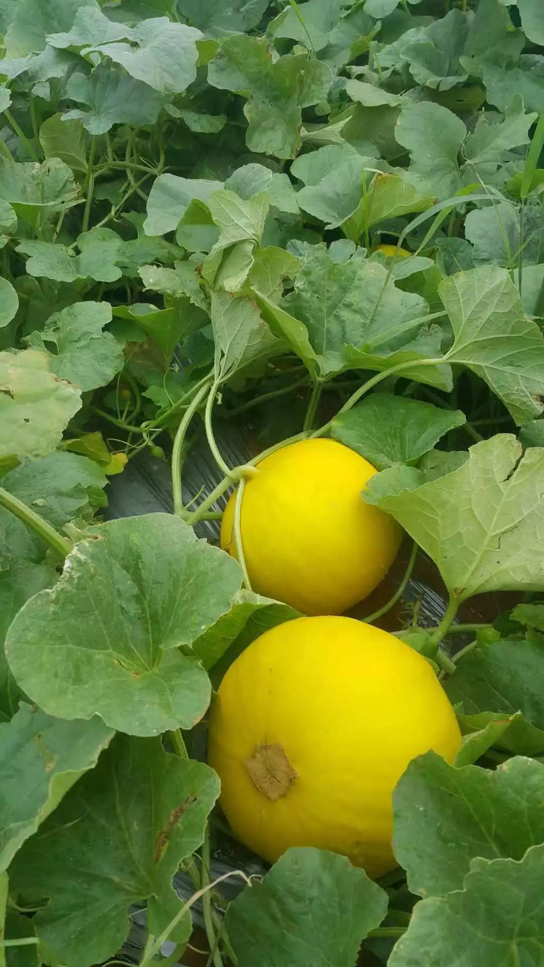 甜瓜,金钻闪闪惹人爱.