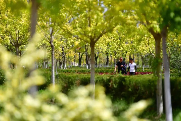 最是一年风光好绿化固原正当时