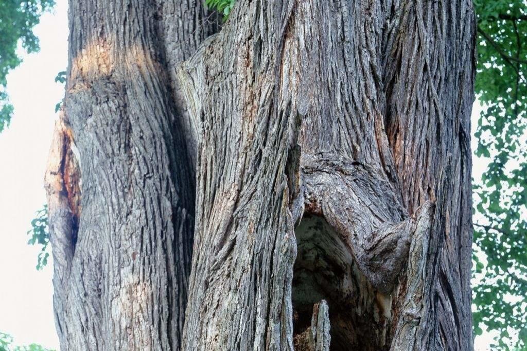 美国诡异魔鬼树树干内部有火在燃烧树干外却完好无损
