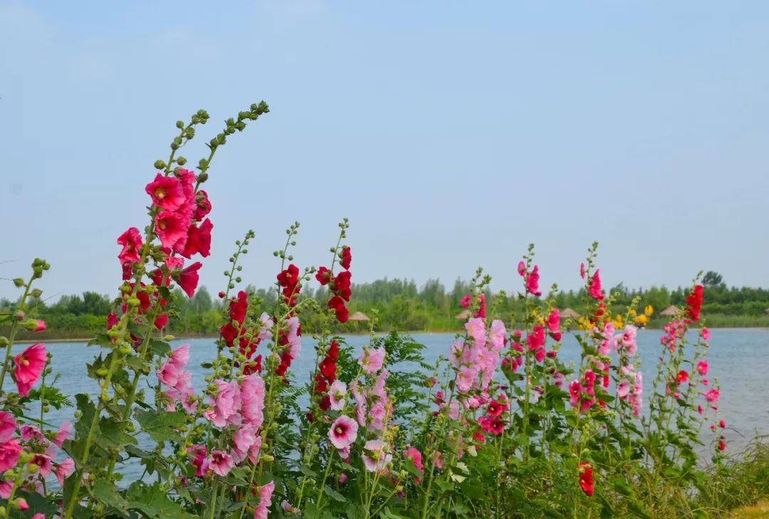 蜀葵▏悦姿色品韵味好想到洪泽湖湿地一亲芳泽