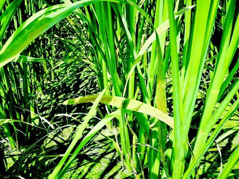 近期,在缙云前路,壶镇等茭白产区调查,发现今年茭白锈病发生较重,主要