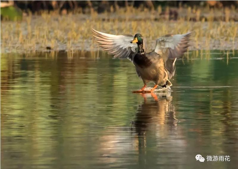 嘎嘎嘎嘎嘎嘎莲花湖里游来一群小野鸭