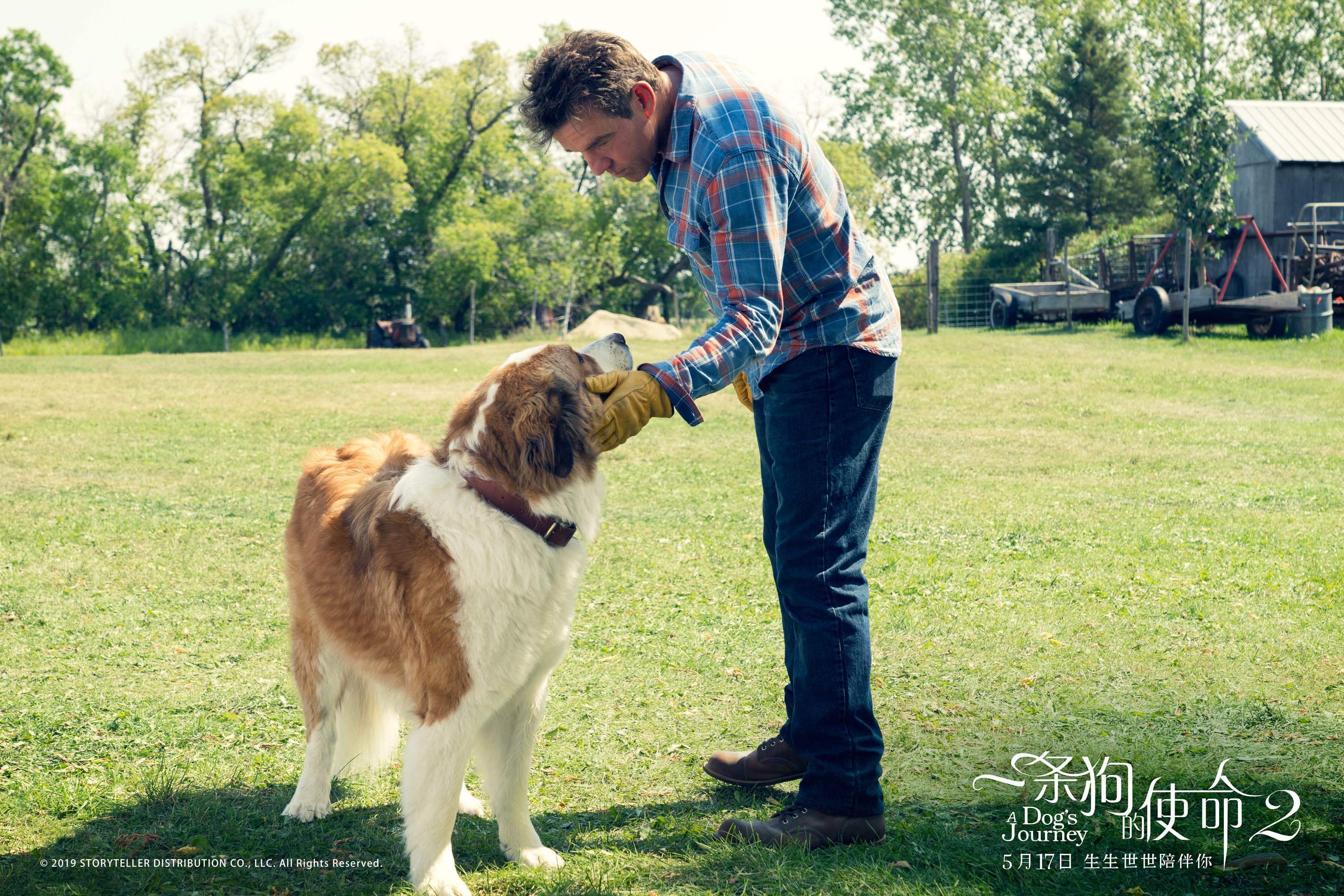 《一条狗的使命2》:我们溜的不是狗,是孤独