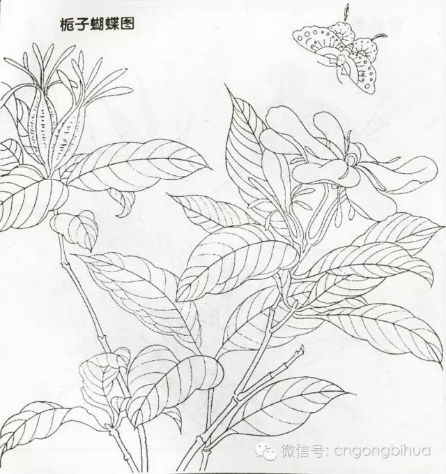 宋代佚名册页花鸟白描稿欣赏