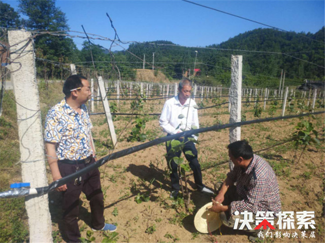 西峡县丁河镇:猕猴桃"土肥水"管理培训会