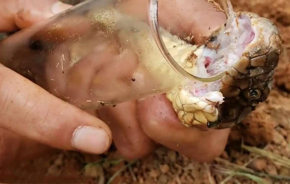 直播界有史以来最硬核的主播,每天都是用生命在直播_毒蛇