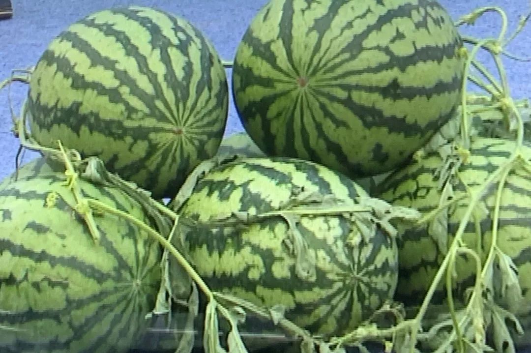 美食淄博临淄稷下西瓜文化旅游节暨乡村振兴消费促进洽谈会举行