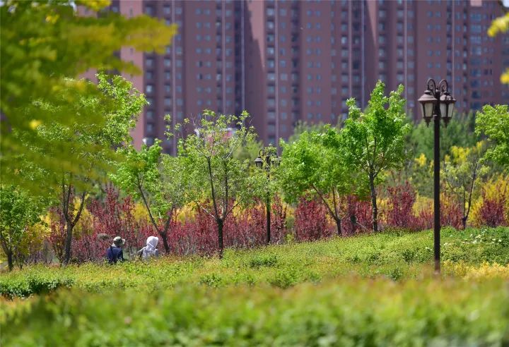 最是一年风光好绿化固原正当时