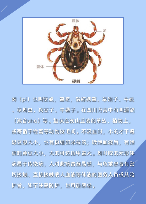 出游季,别让蜱虫辜负了这美好时光