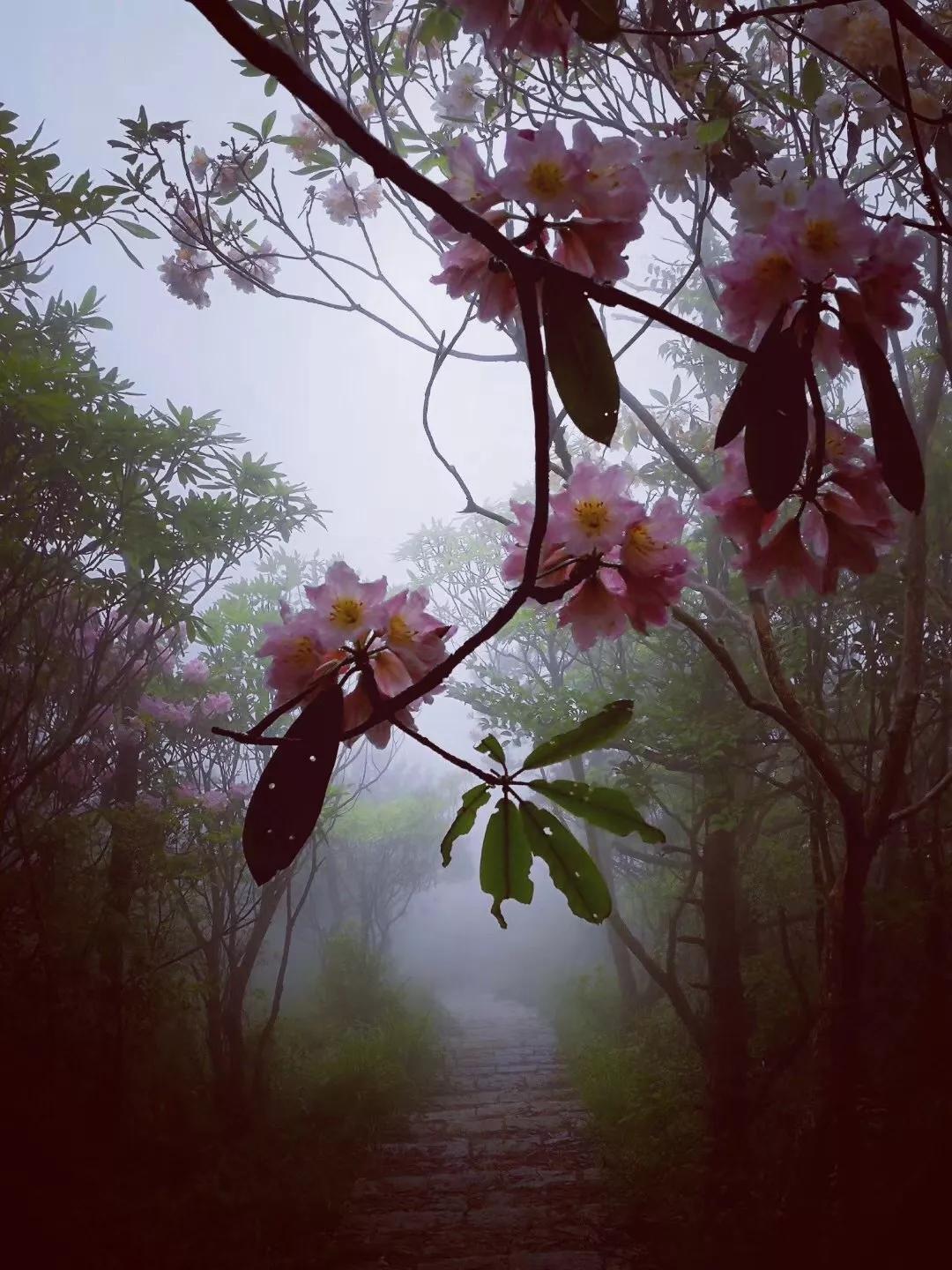 霧裡看花,景寧上山頭再現人間美景,如入仙境!