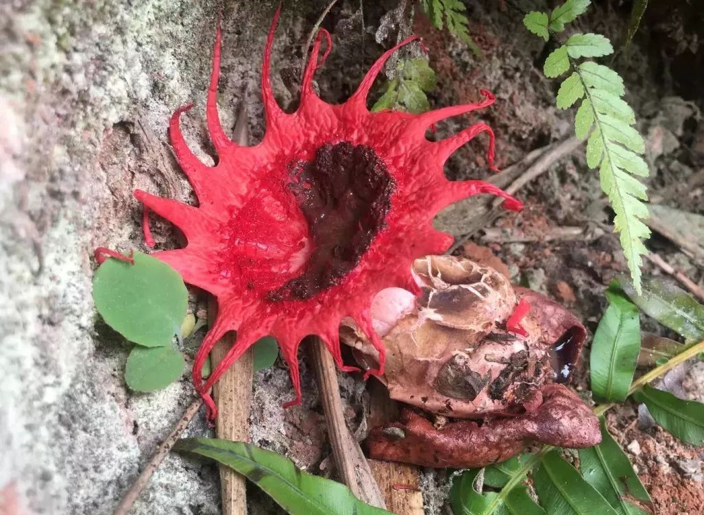 四川发现毒蘑菇,长得很美,但是又臭又有毒!_罗兴伟