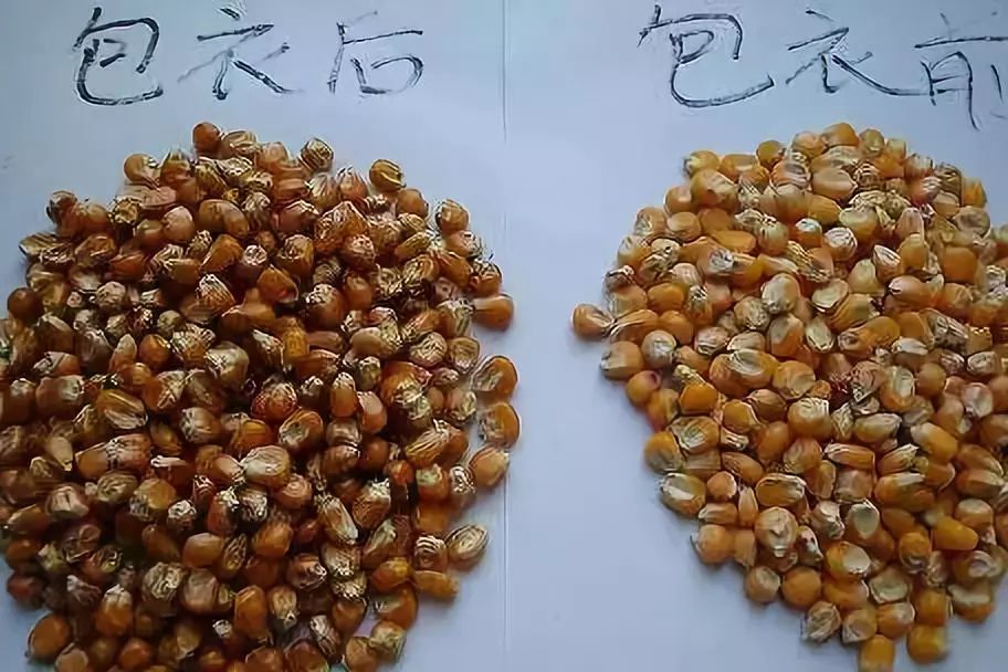 聊聊玉米拌种那些事_夜蛾
