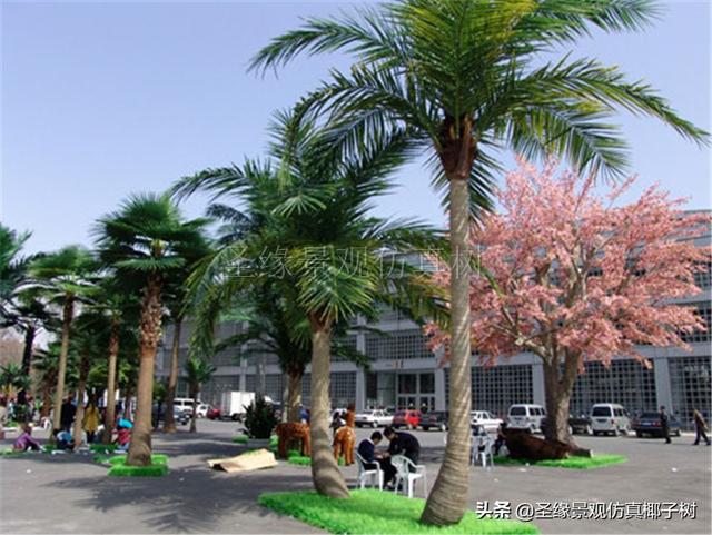 圣缘景观仿真椰子树|椰风伴海韵,琼崖尽是春.