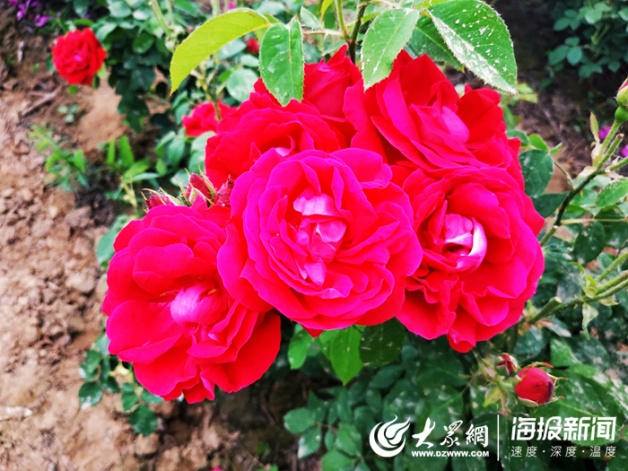 菏泽第一玫瑰小镇花开飘香游人驻足观赏