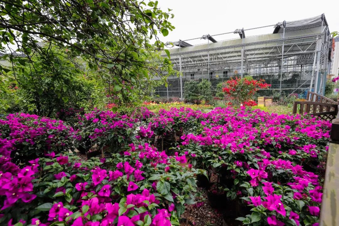 重庆大竹林望海花市图片