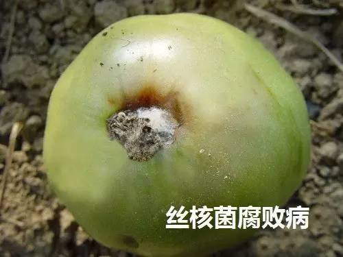 镰刀菌腐败病(12)只危害熟果,多在裂口处产生黑色短绒状霉(分生孢子)