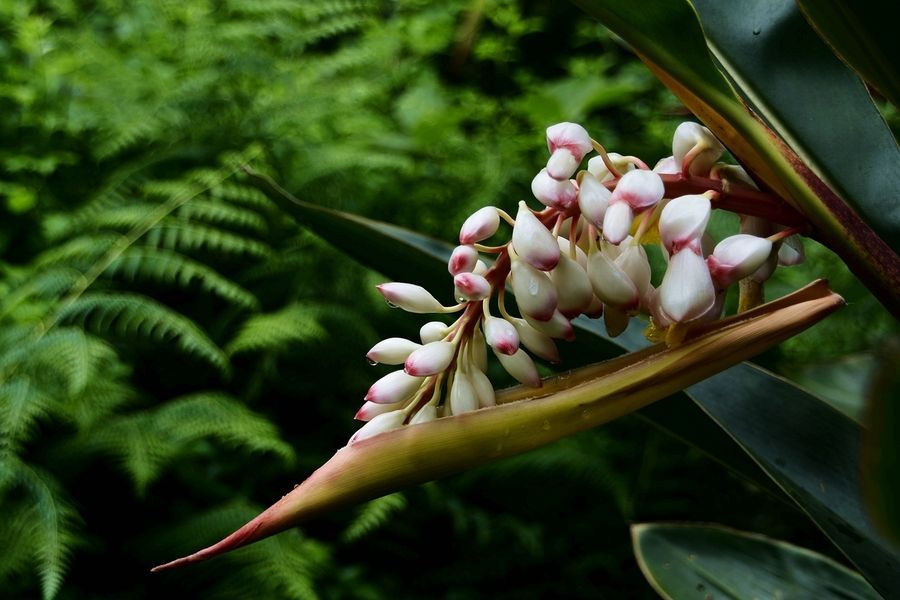 精粹『艳山姜』成分美创智品专研干预式解决方案针对