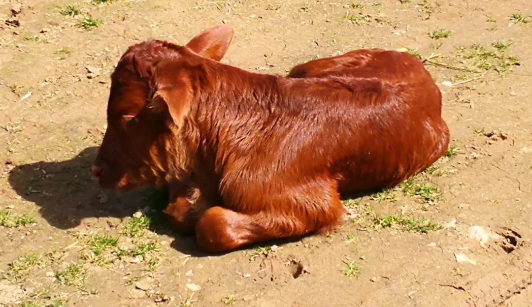 的山中深处,外人极难找到和发现,里面住着十余户人家,养了几十头牛