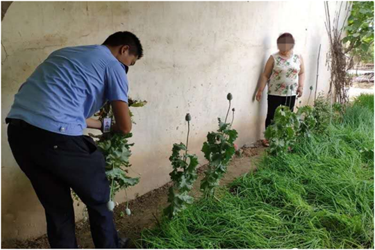 新密民警走访中意外查获六百株罂粟 四村民被行政处罚