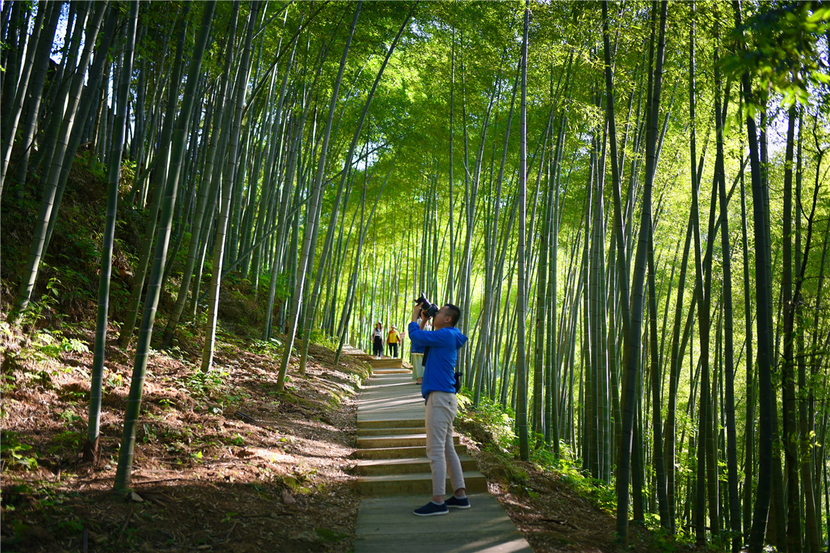 《卧虎藏龙》为何在此取景?木坑竹海绝美景色令人神往_竹林