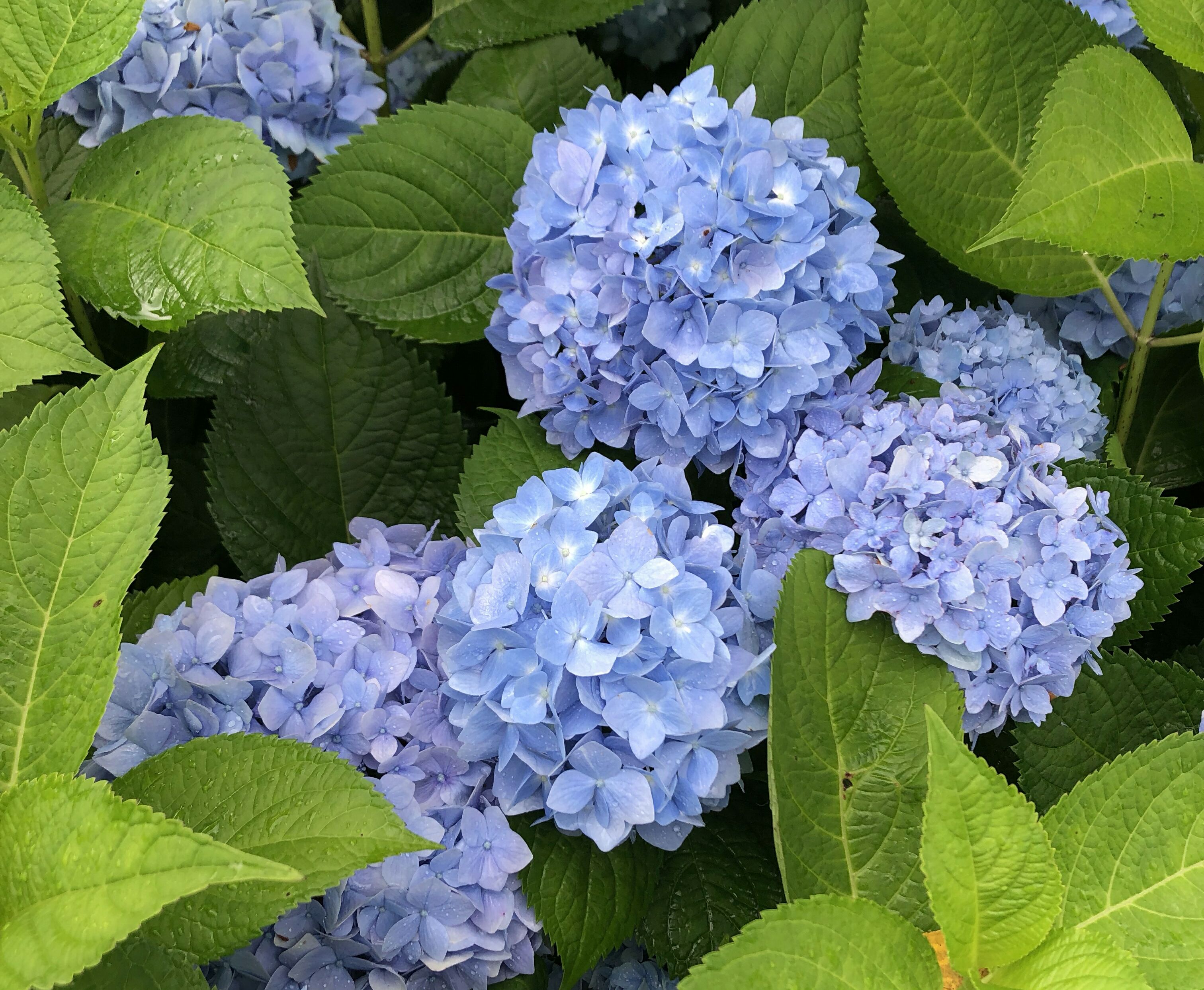 绣球花调色原料有哪些?_效果