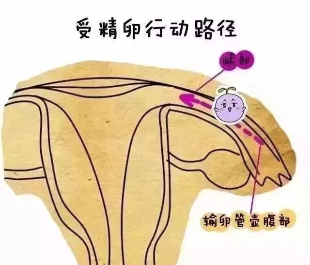 受精卵形成后,会由输卵管壶腹部移至输卵管峡部,然后最终到达子宫腔.