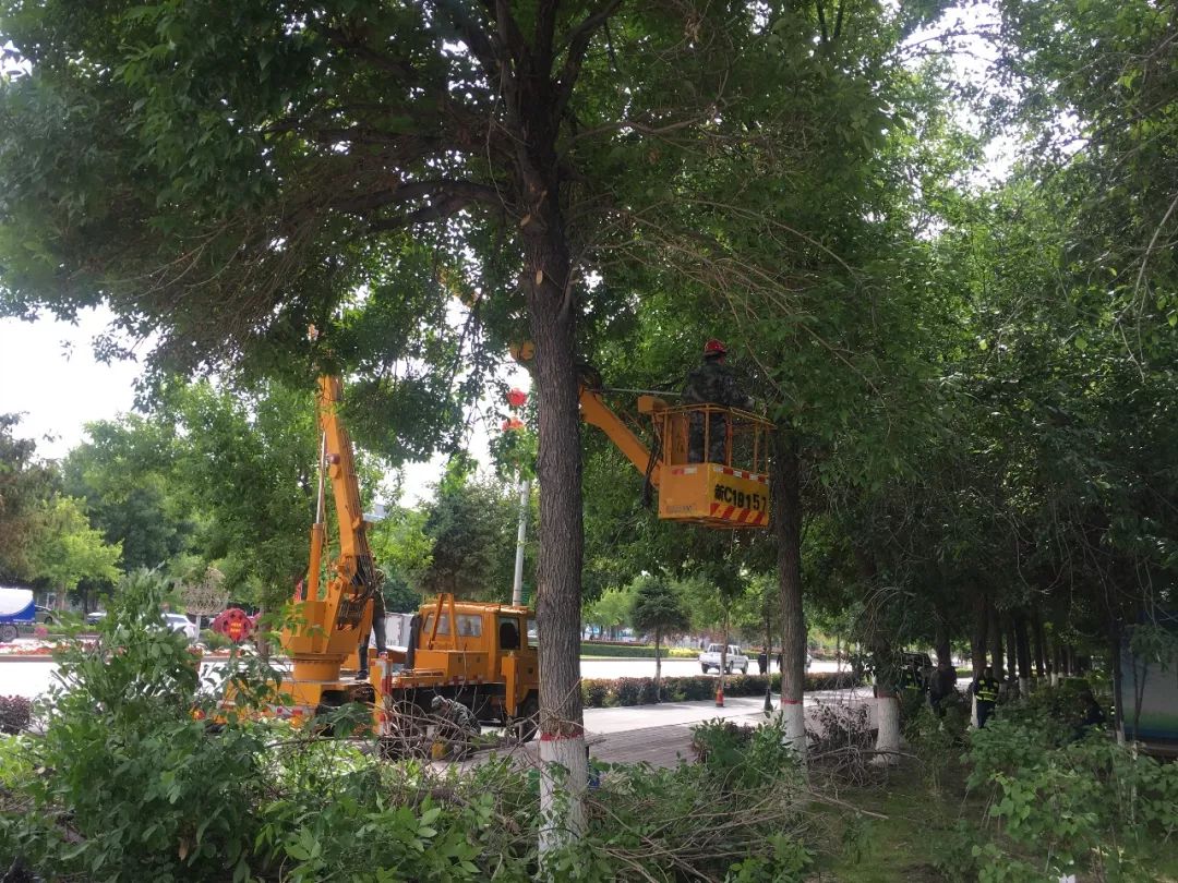 石河子市園林綠化養護中心車隊為市區樹木整形修剪