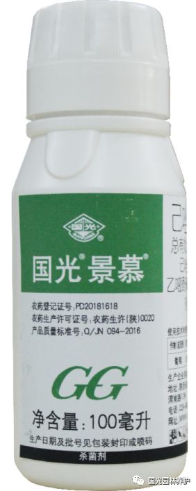 国光微讲堂月季白粉病克星国光景慕