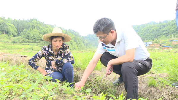 周文锋深入肇兴,双江,口江,九潮,德化,平寨六乡镇调研指导脱贫攻坚