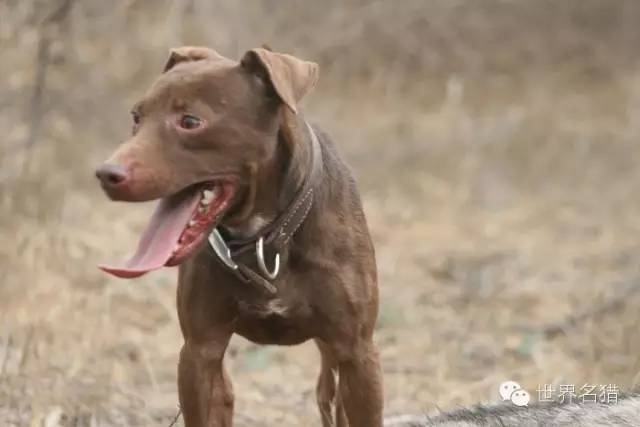 老外的一些实战猎犬展示一