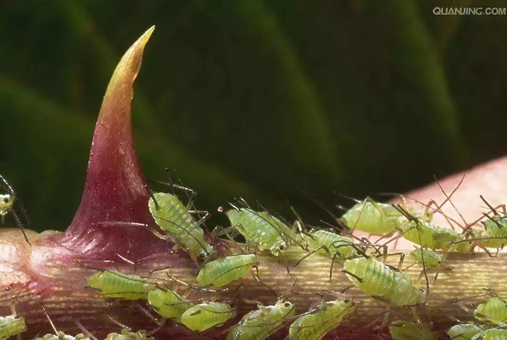 蚜虫打不掉?99%的农户不知道这7个好方法