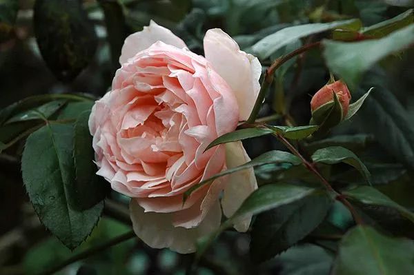 四季開花伊利莎白女王(jubilee celebration)粉色花瓣,背面金色漸變