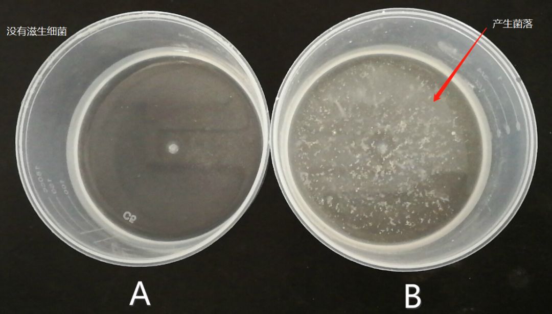 培养基与培养皿的区别图片