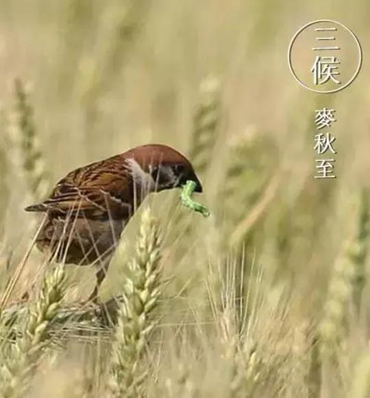 《月令》:"麦秋至,在四月;小暑至,在五月.小满为四月之中气,故易之.