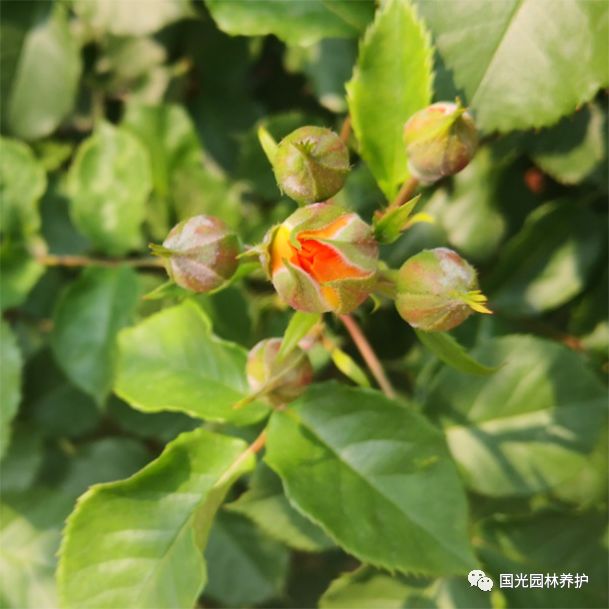 国光微讲堂月季白粉病克星国光景慕