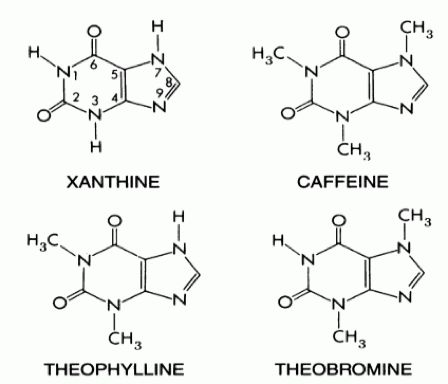 我们熟悉的咖啡中的咖啡因;茶中的茶碱以及巧克力或可可中的可可碱,都