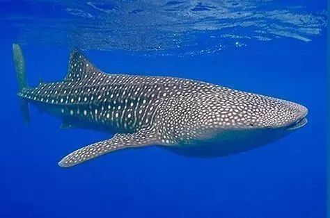 科普丨全球十大亟需保护的海洋生物