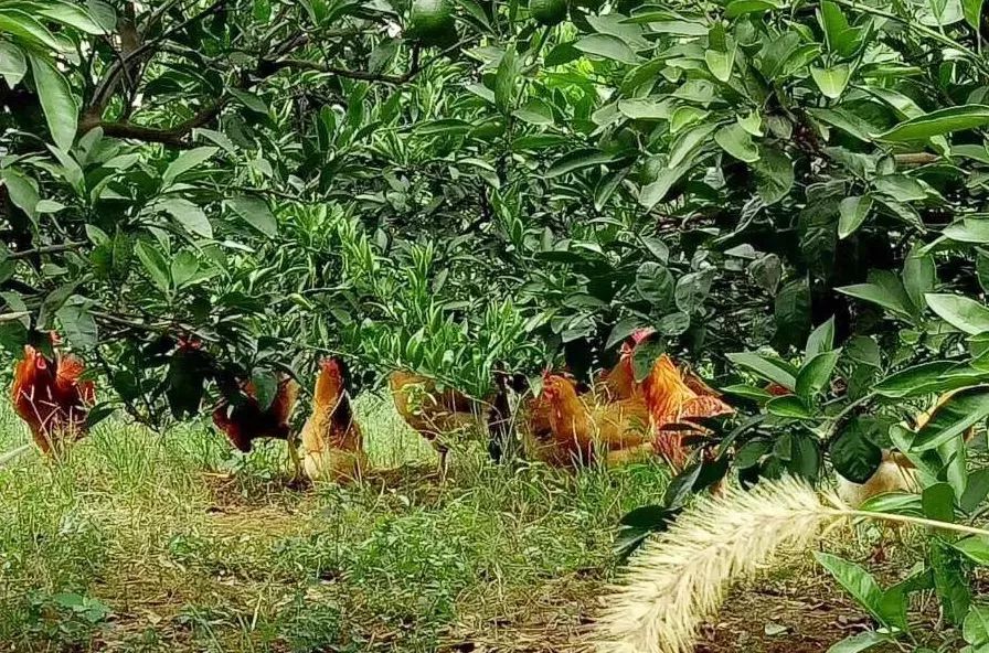 六一福利:道林散养土鸡蛋,口感鲜嫩,蛋香十足,原生态的营养,为家人和