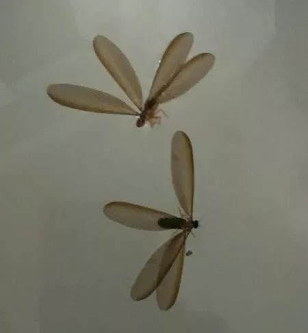 唯恐避之不及黑压压的虫子让市民大惊失色越来越多的飞虫漫天飞舞傍晚