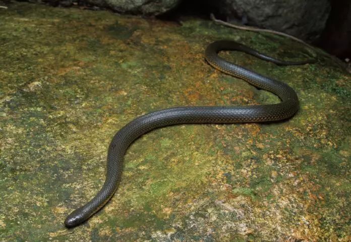 深圳后棱蛇是中山大学生命科学学院在为期 3 年的深圳野生动物资源