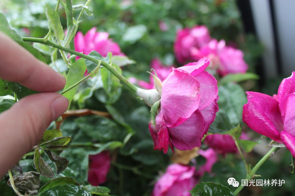 国光微讲堂月季白粉病克星国光景慕