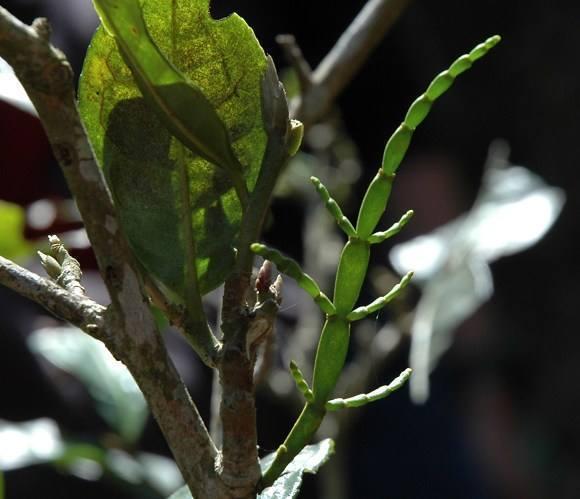 它叫"螃蟹脚",喜欢寄生在茶树上,见过的人很少,吃过的人更少_植物
