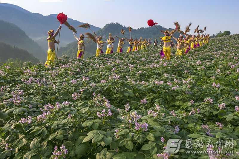 该镇连续举办了三届"土豆花儿开"文化旅游推介活动,将民俗文艺,摄影